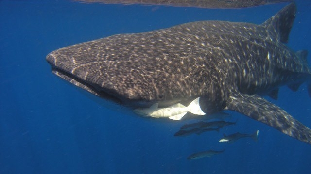 Tiburones ballena